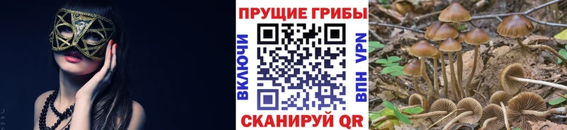Купить где Гуково Псилоцибиновые грибы Magic Shrooms